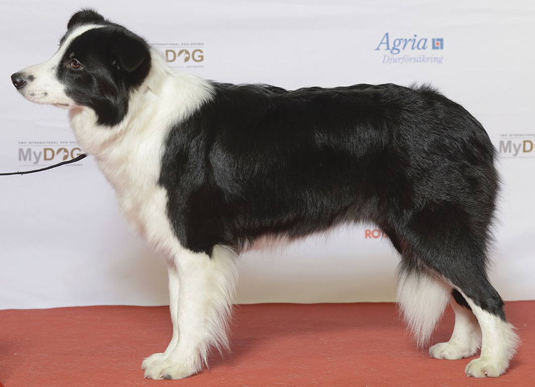 Border Collie dog breed