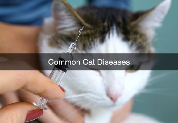 Common Cat Diseases in Pakistan - Petshub.pk