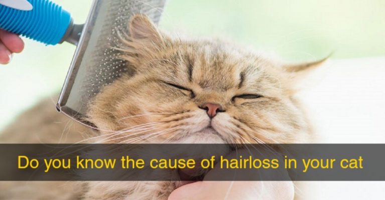 Hairloss-in-Cats