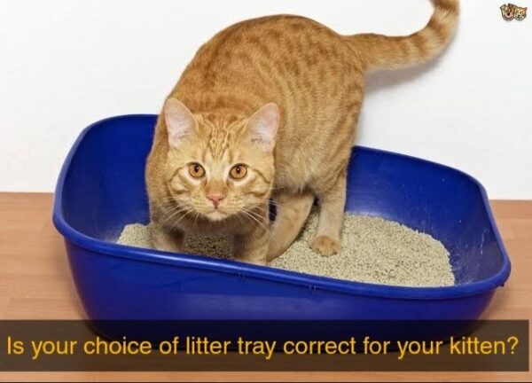 Choosing The Right Litter Tray Is Actually Very Important - Petshub.pk