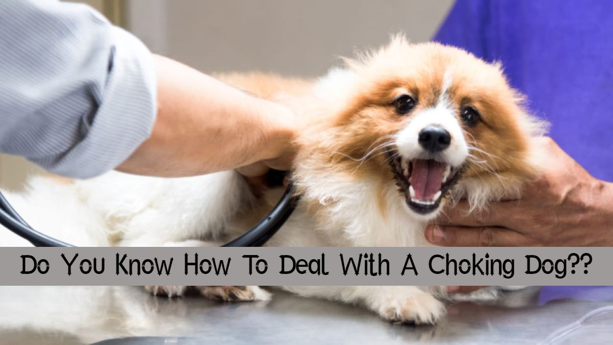 how do you know when a dog is choking