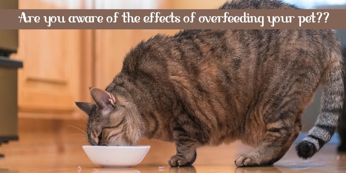 overfeeding to a pet