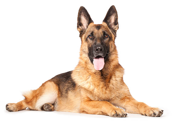 Difference Between Alsatian And German Shepherd Dog (GSD) - Petshub.pk