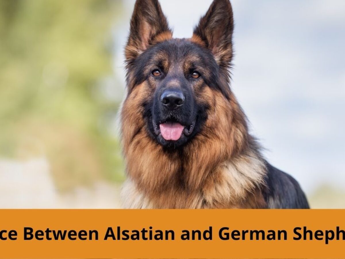 Difference between fashion german shepherd and alsatian dog