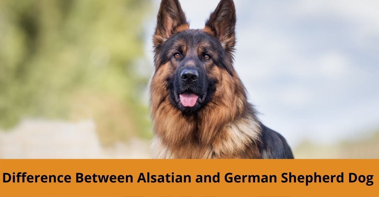Difference Between Alsatian and German Shepherd Dog (GSD) - Petshub.pk