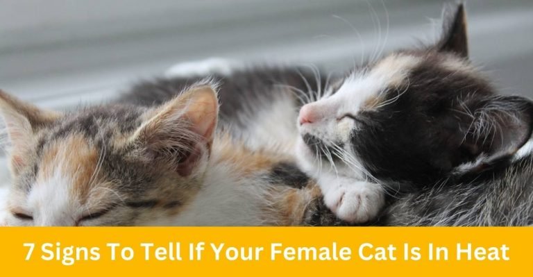 7 Signs To Tell If Your Female Cat Is In Heat - Petshub.pk