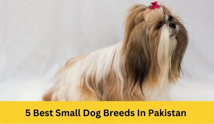 5 Best Small Dog Breeds In Pakistan - Petshub.pk