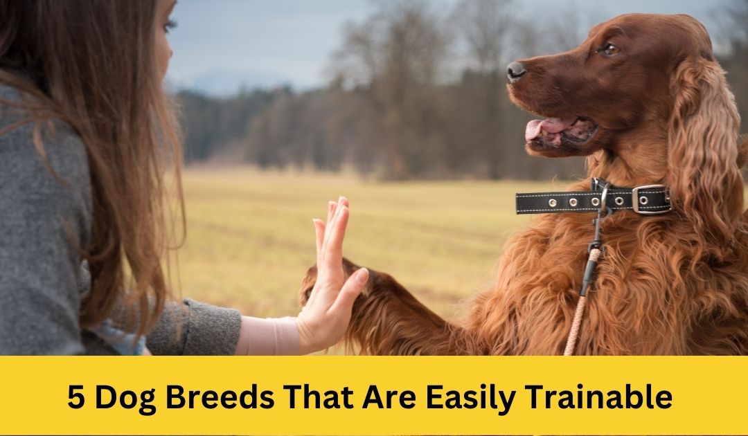 5 Dog Breeds That Are Easily Trainable