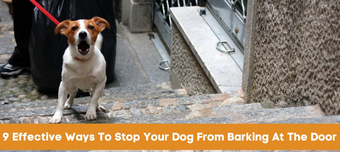 9 Effective Ways To Stop Your Dog From Barking At The Door Petshub.pk