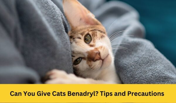 Can You Give Cats Benadryl? Tips and Precautions - Petshub.pk