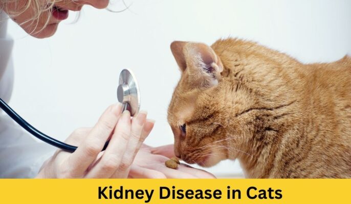 What Is Kidney Disease in Cats? Symptoms, Causes, Diagnosis, and ...