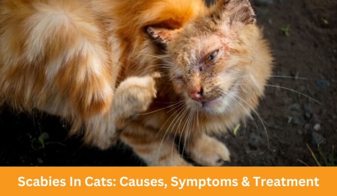 Scabies In Cats: Causes, Symptoms & Treatment - Petshub.pk