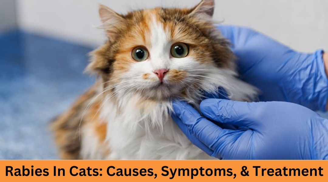 Rabies In Cats: Causes, Symptoms, & Treatment